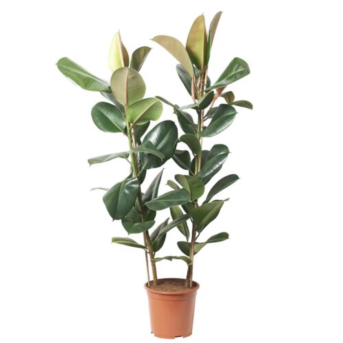 Potted plant, Rubber plant