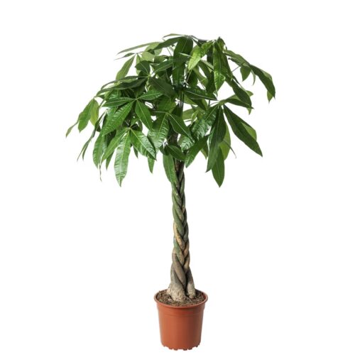 Potted plant, Guinea chestnut