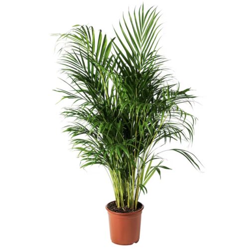 Potted plant, Areca palm