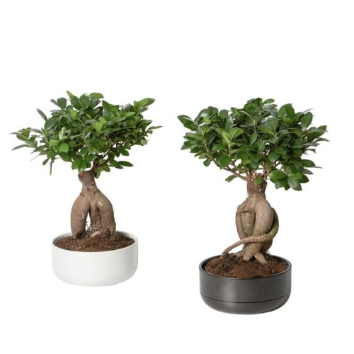 Potted plant with pot, bonsai/assorted colours