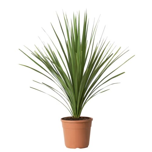 Potted plant, Mountain cabbage tree