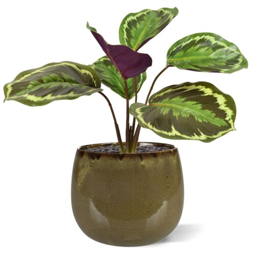 Artificial Calathea Ornata bush 25 cm