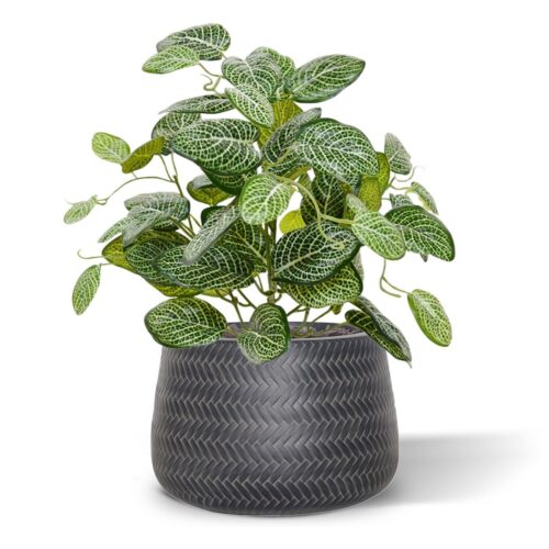 Artificial Fittonia plant 40 cm Varigated (bush)